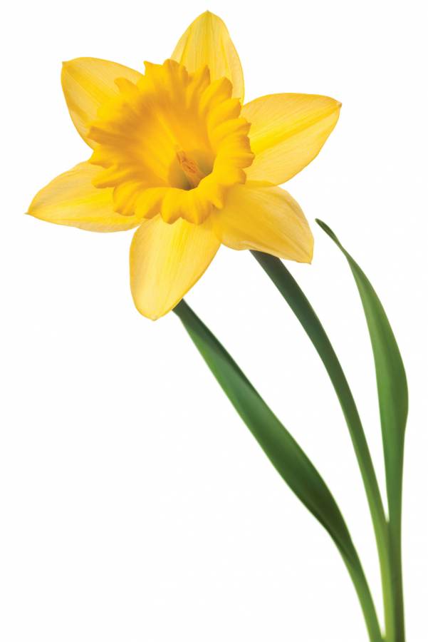 Daffodil | Free Download Clip Art | Free Clip Art