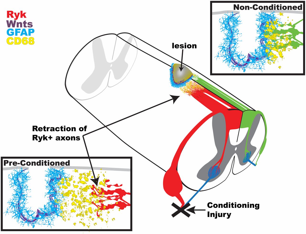 Reinduced Wnt signaling limits regenerative potential of sensory ...