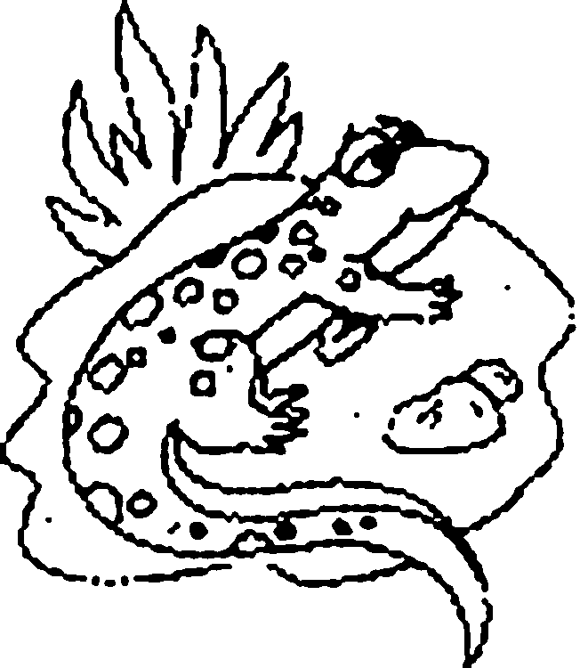 Lizards coloring pages