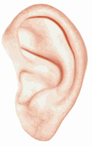 Human Ear Clip Art - vector clip art online, royalty ...