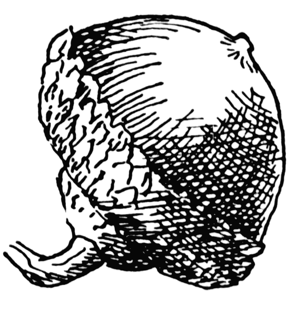 Oak Acorn | ClipArt ETC