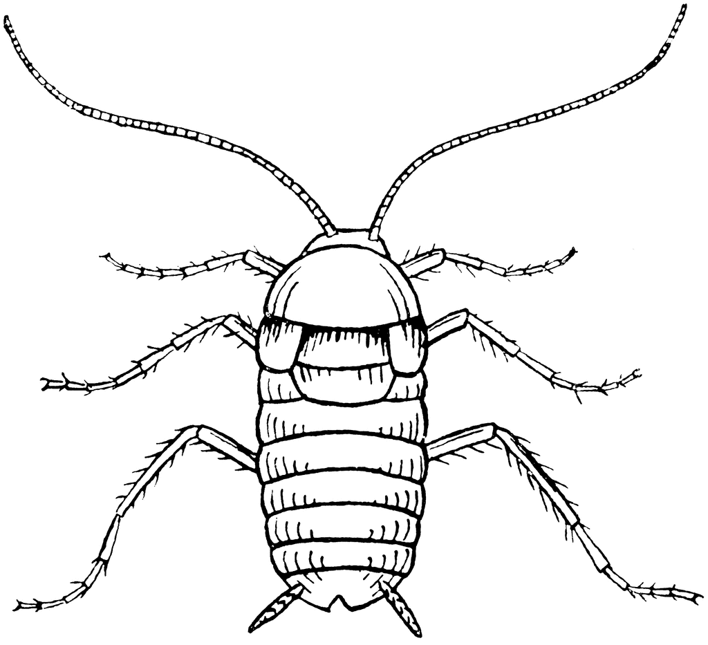 Female Cockroach | ClipArt ETC