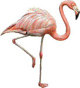 Clipart For Free: Flamingo Clip Art