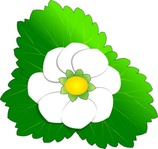 Clipart jasmine flower