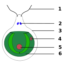 Eyespot apparatus