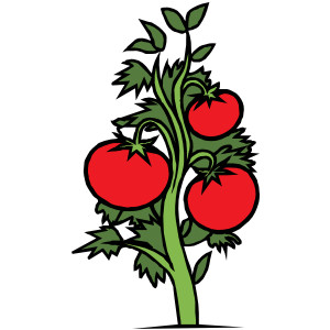 Tomato vine clipart