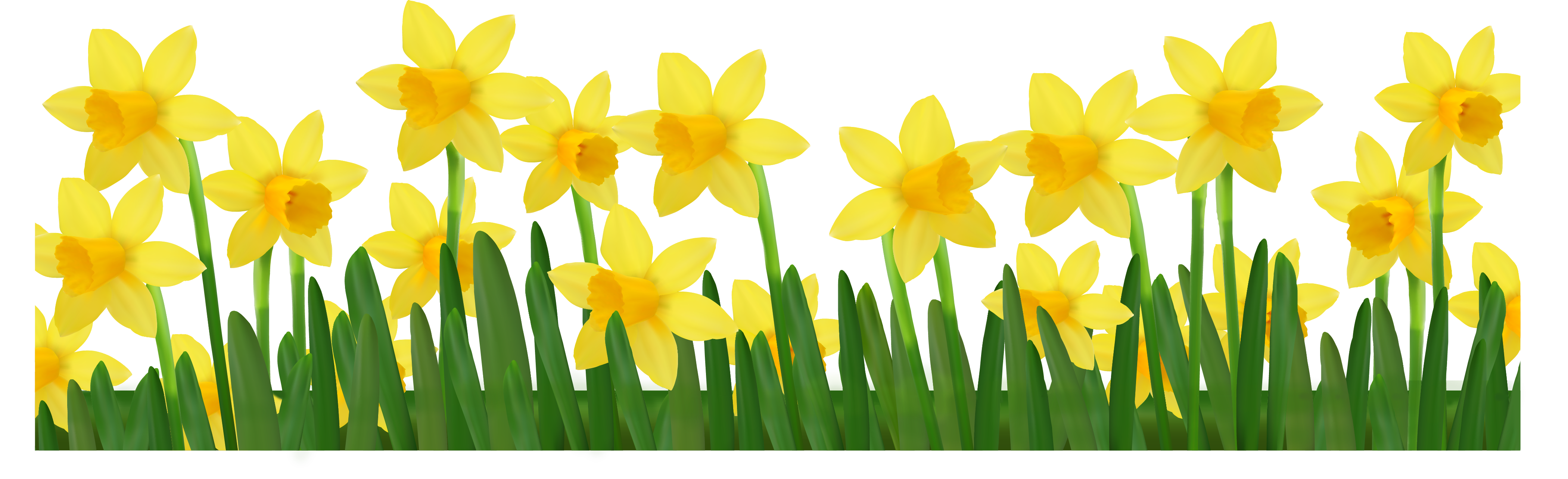 Daffodils Images