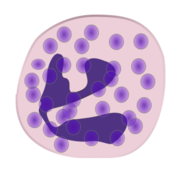 Monocyte Cell clip art vector, free vectors - Vector.me