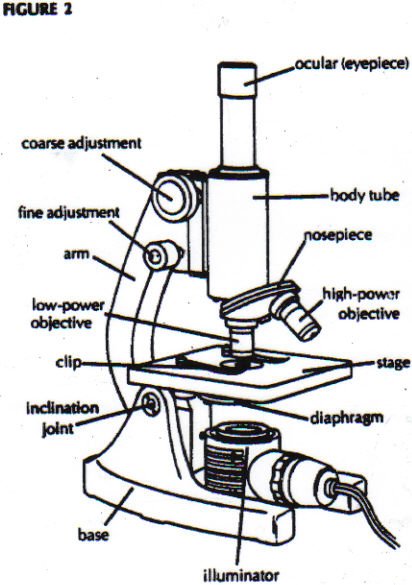 Microscope Drawing | Free Download Clip Art | Free Clip Art | on ...