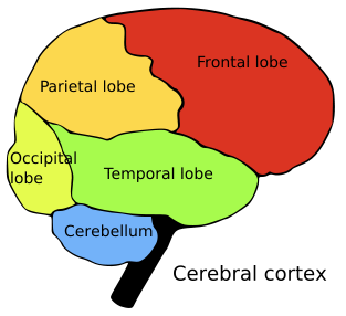 Brain Parts Diagram - ClipArt Best