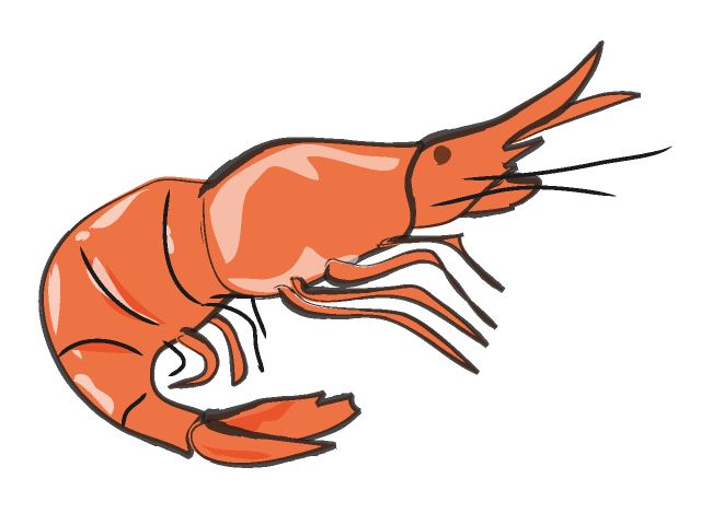 Shrimp clipart pictures