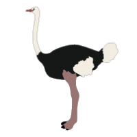 Ostrich clipart images