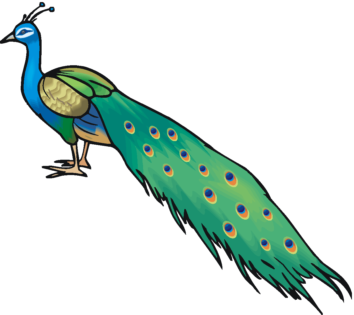 Clip art peacock