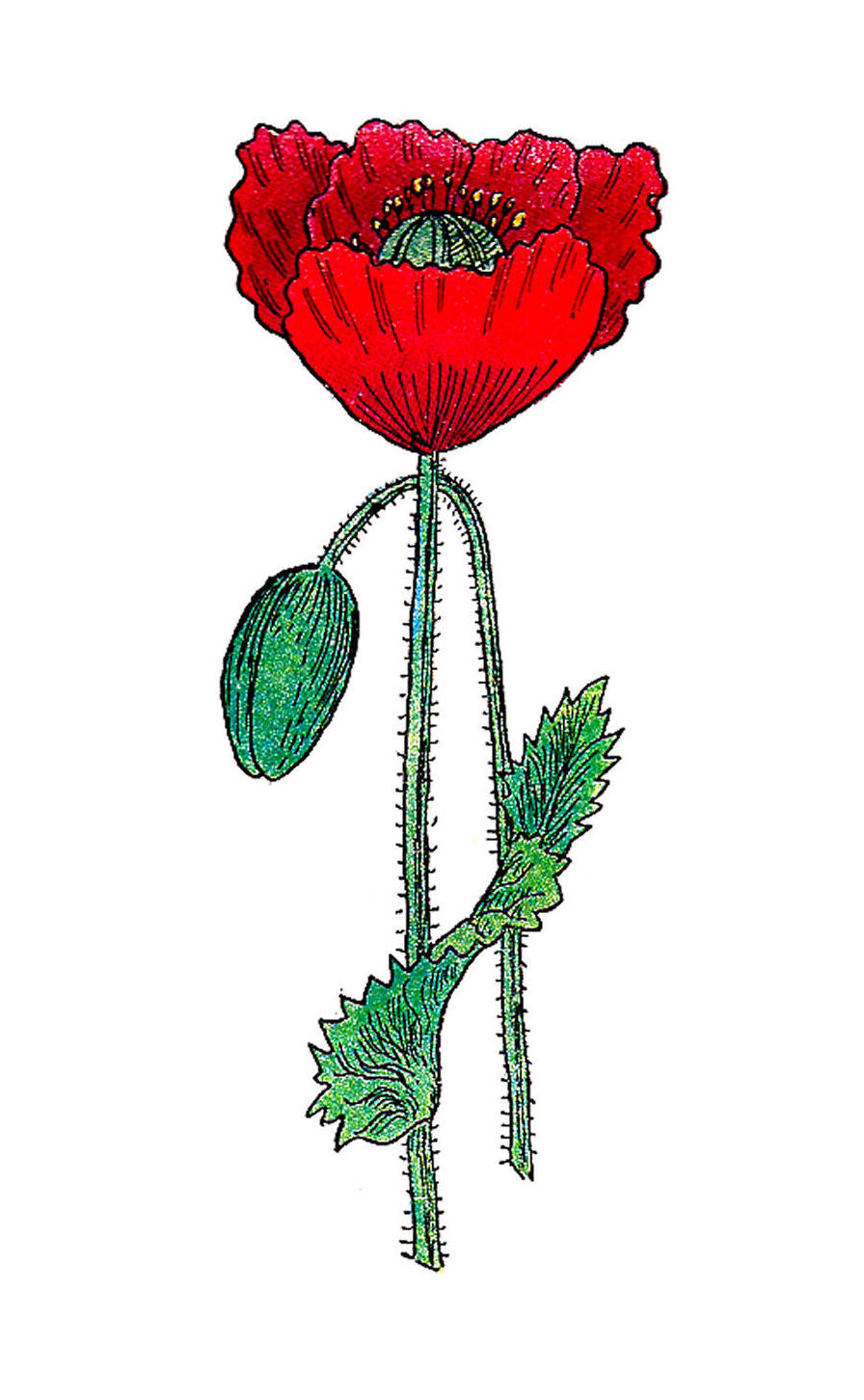 Poppy Flower Clipart