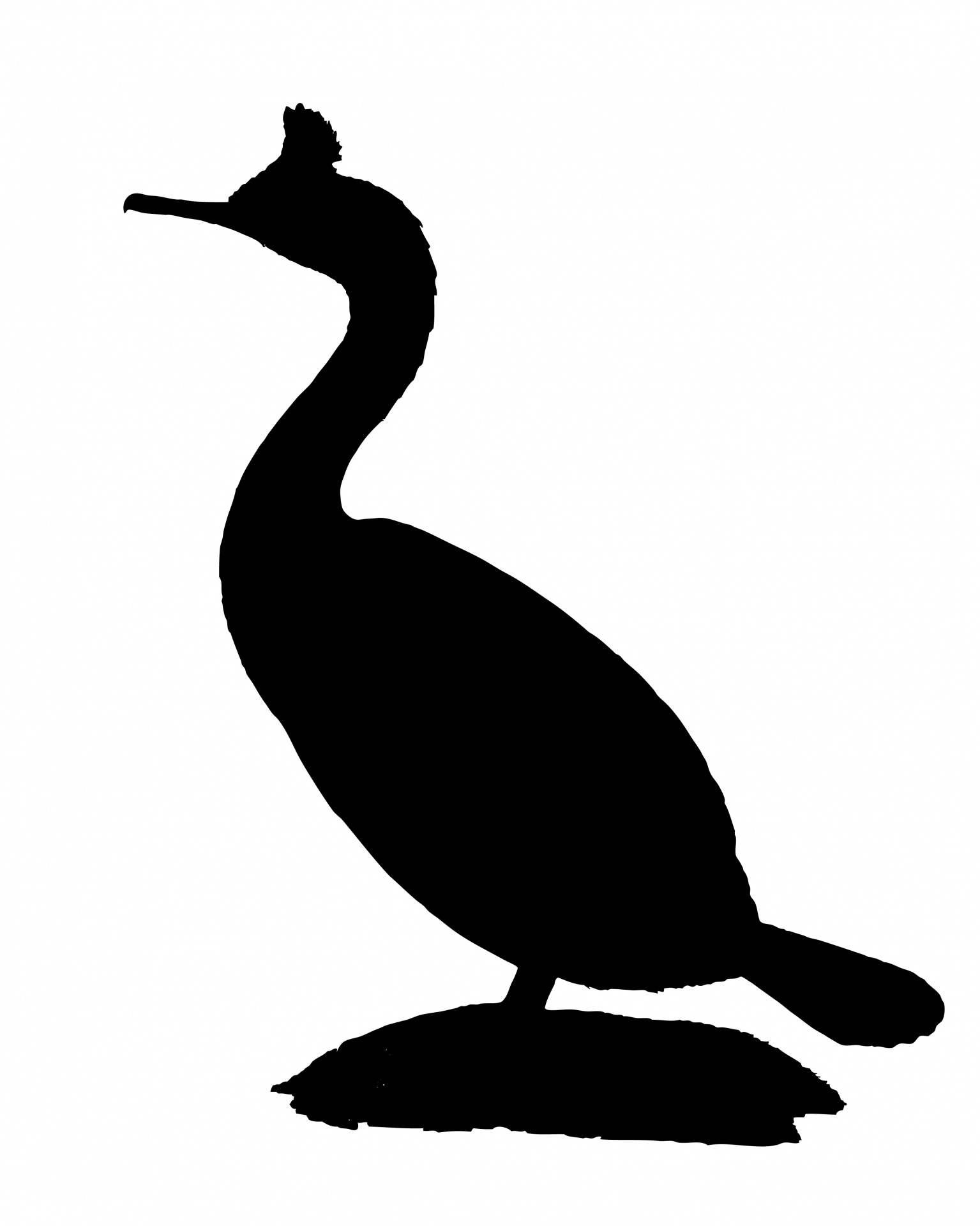 Bird Silhouette, Cormorant Free Stock Photo - Public Domain Pictures