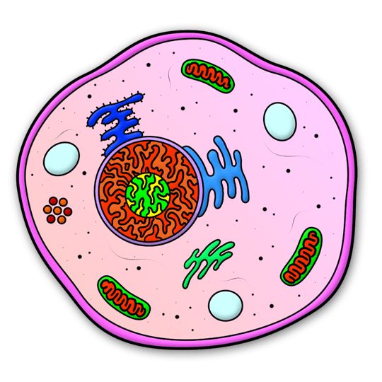 Simple Plant Cell - ClipArt Best