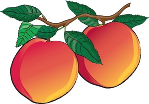 Peach tree clipart kid 3 - Clipartix