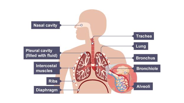 Lungs Diagram Ks2 & Human Respiratory System For Ks1 And Ks2 ...