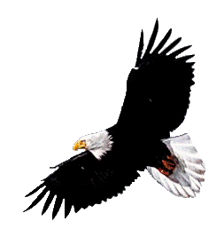 Pictures Of Eagles Wings - ClipArt Best