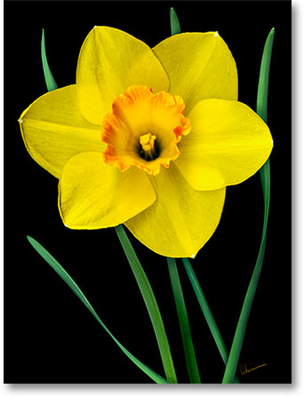 Digital Mixed Media Painting. Single Yellow Daffodil - The Garden ...