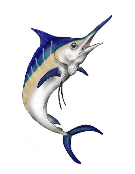 Marlin 20clipart - Free Clipart Images