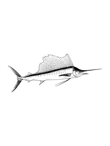 Realistic Blue Marlin coloring page | Free Printable Coloring Pages