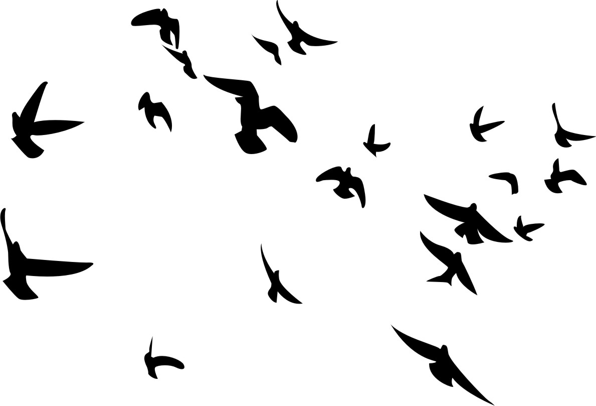 Bird Flock download free