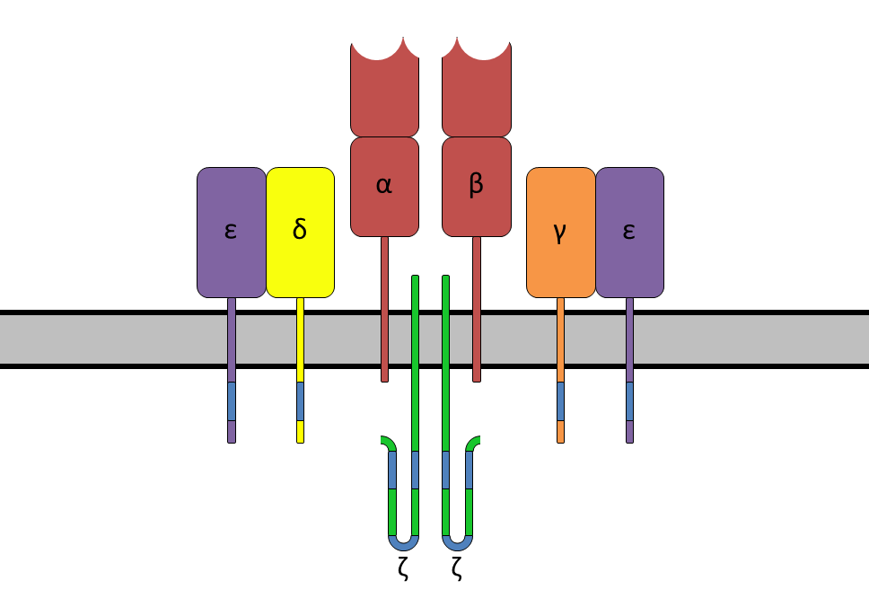 T-cell receptor - Wikipedia