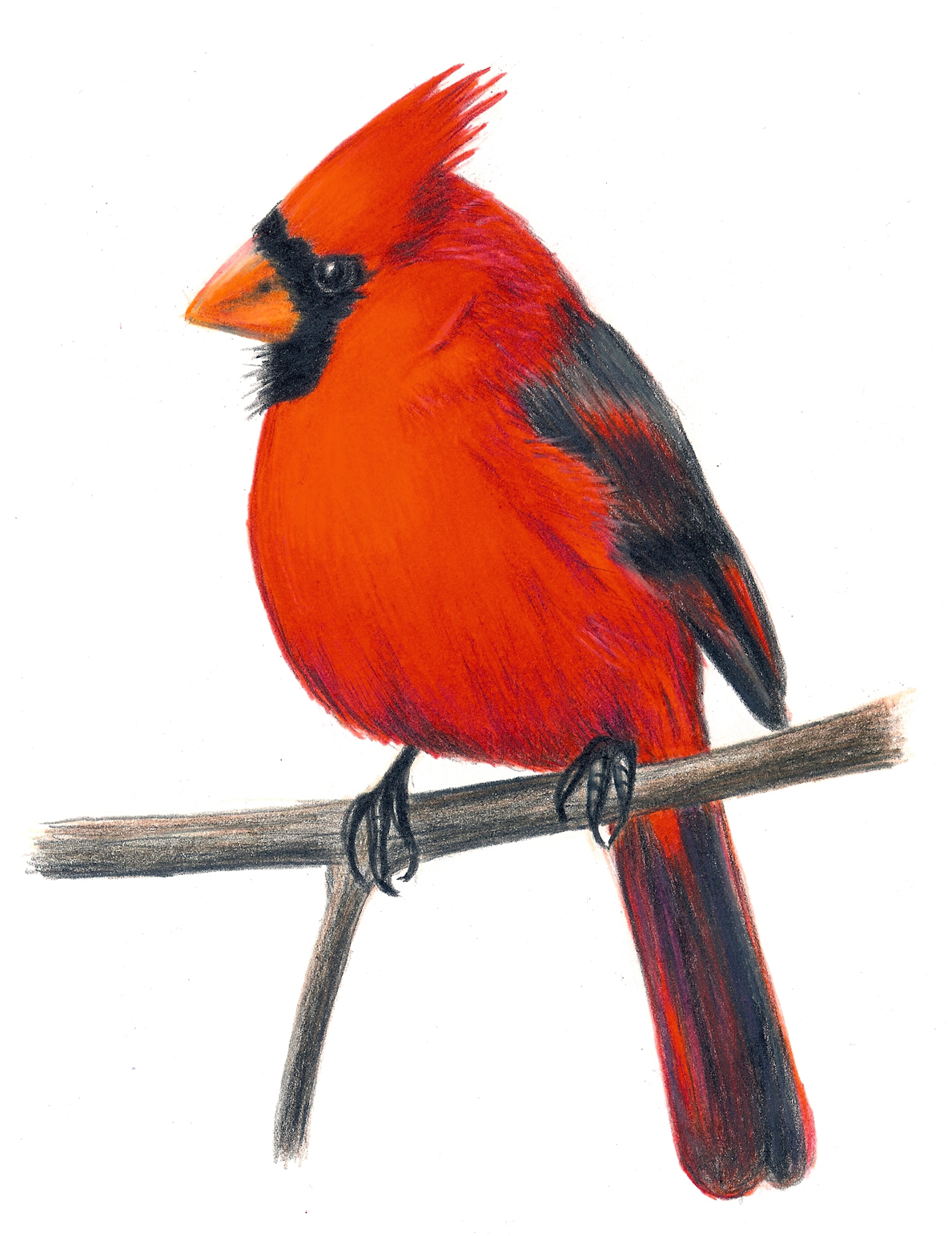 Clipart cardinal