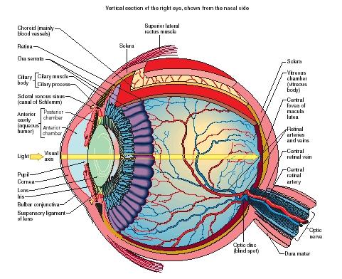 1000+ images about The Human Body