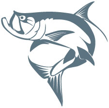 Tarpon Vector 'C' Turn | Marine Wildlife Fine Art, Custom Design ...