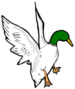 Mallard duck flying clipart