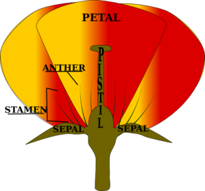 Parts Of A Flower clip art - vector clip art online, royalty free ...