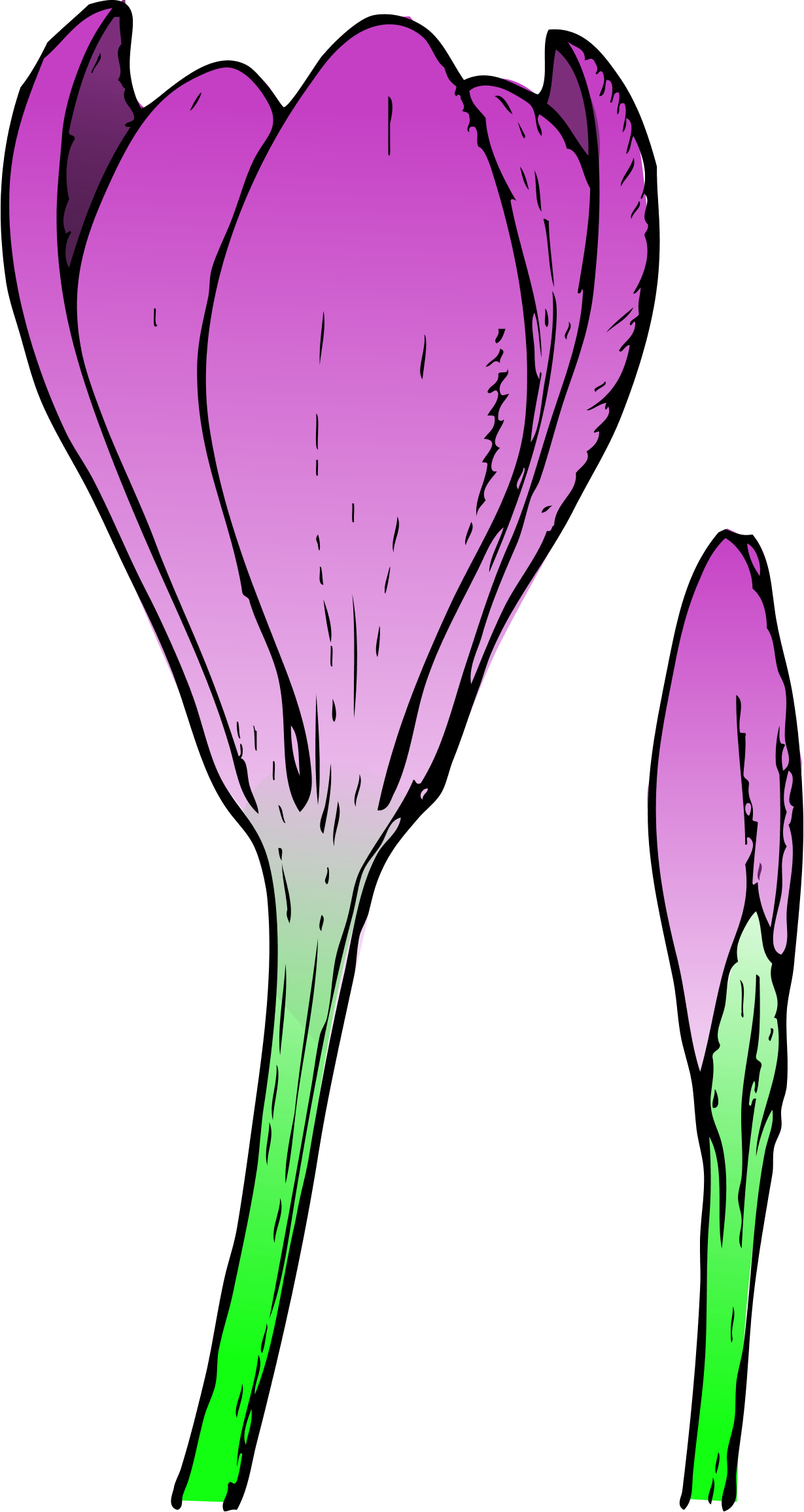 crocus flower and bud colored spring SVG