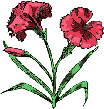 Free Carnation Clipart - Public Domain Flower clip art, images and ...