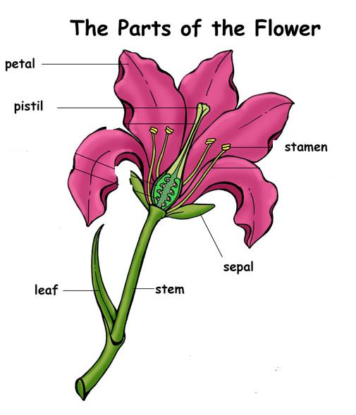 Gallery For > Preschool Flower Diagram