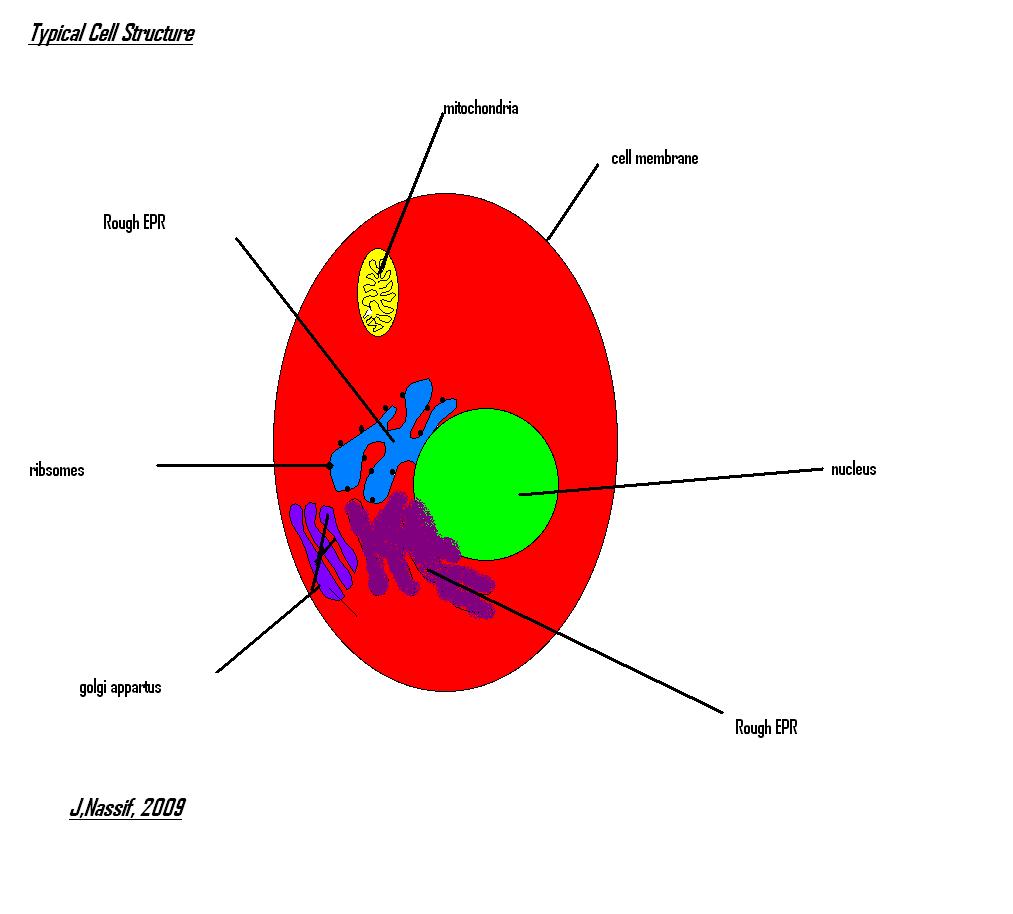 red blood cell diagram labeled for kids