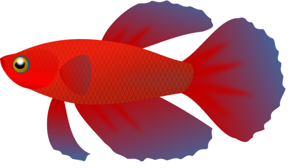 betta 002 | Royalty-Free fish clip art - A small fish