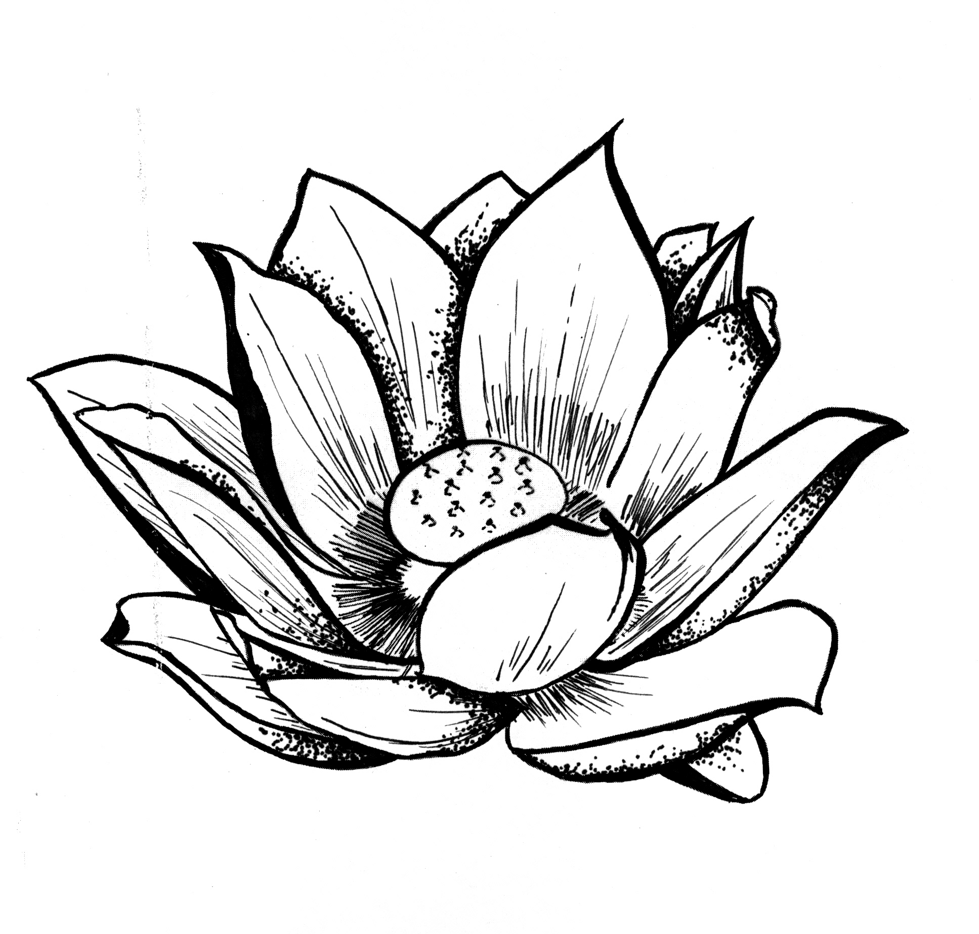 Lotus Drawing | Free Download Clip Art | Free Clip Art | on ...