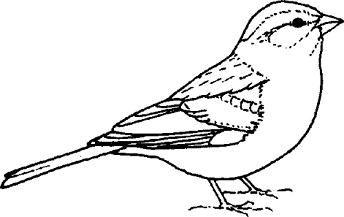 chipping sparrow. Newer Older - Free Clipart Images