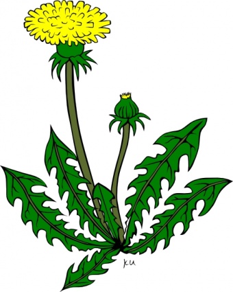 Dandelion Clipart