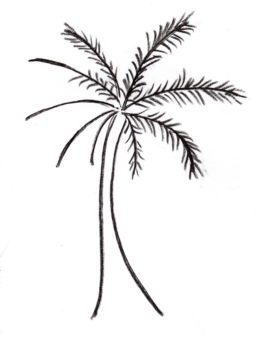 Palm Tree Drawing - Samantha Bell