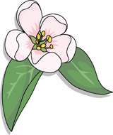 Search Results for apple blossom clipart Pictures - Graphics ...