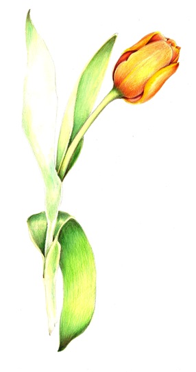 Tulip, Drawings and Botanical drawings