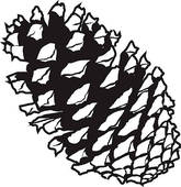 Pine cone clip art - ClipartFox