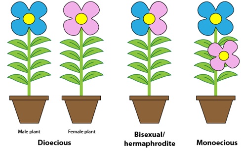 4. Plant Reproductive Systems - PlantBreeding