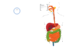 Digestive System by Martin Spreckley on Prezi