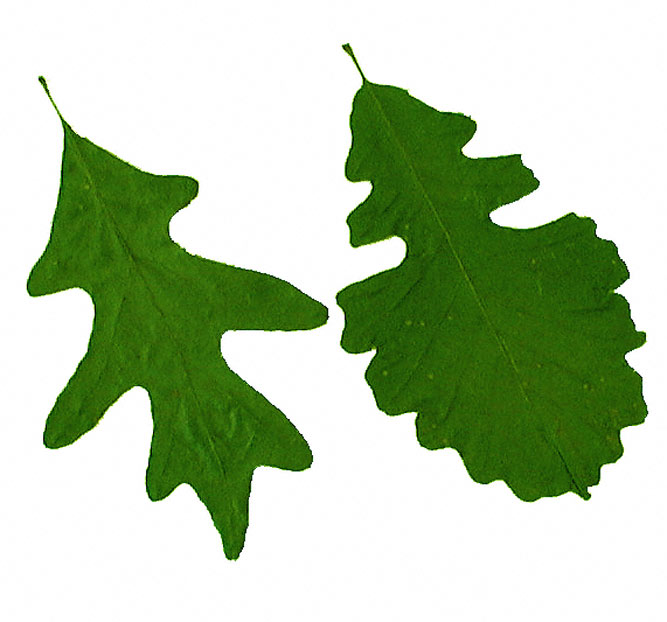 Picture Of Oak Leaves - ClipArt Best