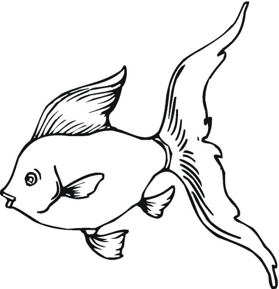 Gold Fish Coloring Pages