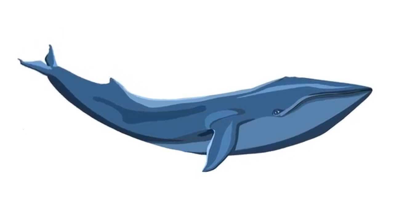Whale Animation Experiment - YouTube